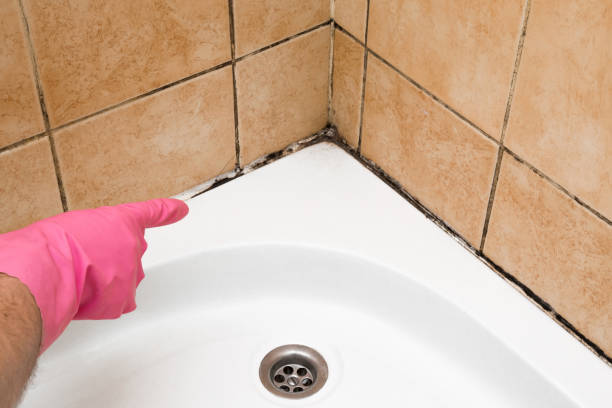 Certified Mold Removal in Machesney Park, IL